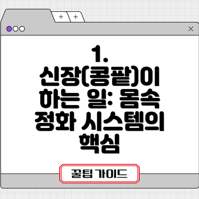 1. 신장(콩팥)이 하는 일: 몸속 정화 시스템의 핵심