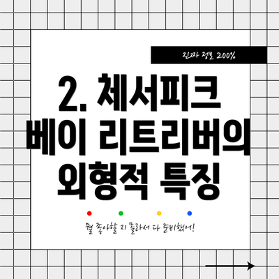 2. 체서피크 베이 리트리버의 외형적 특징