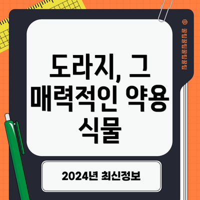 도라지, 그 매력적인 약용 식물
